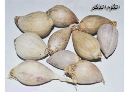 السلام عليكم ابي ثوم ذكر يمني وين احصله في البحرين؟؟