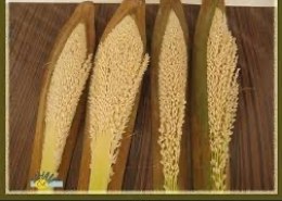 وين احصل طلع 😫