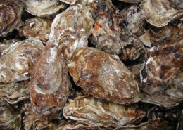 وين احصل او شخص يبيع محار للبحث عن اللؤلؤ